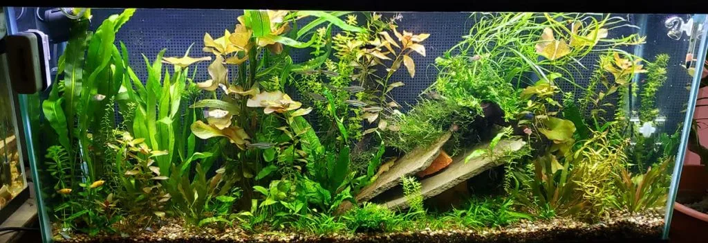 Gravel as an Aquarium Substrate