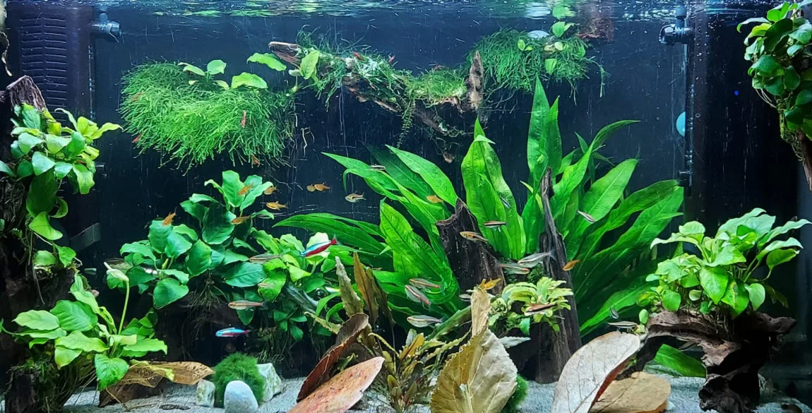 KH pH CO2 Relationships in the Aquarium