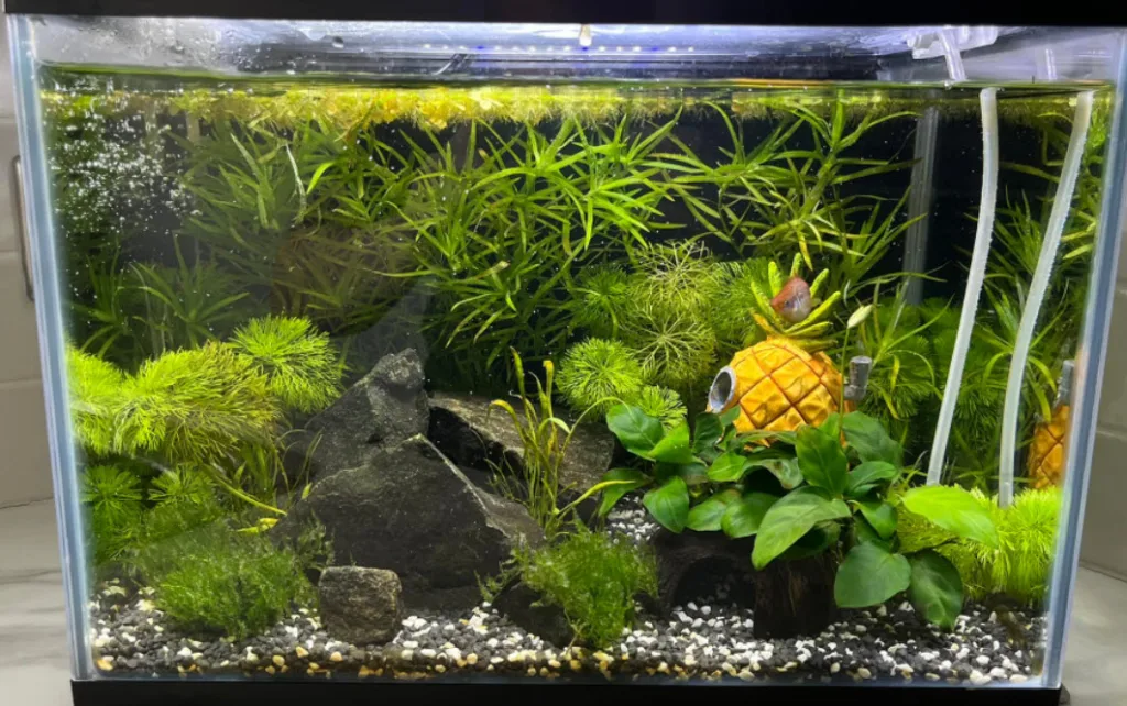 Low Tech Planted Aquarium