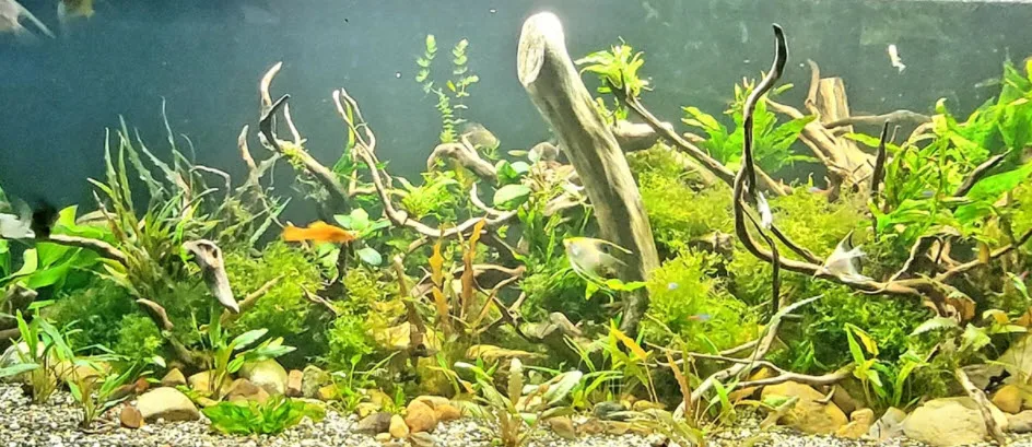 Low Tech Planted Aquarium