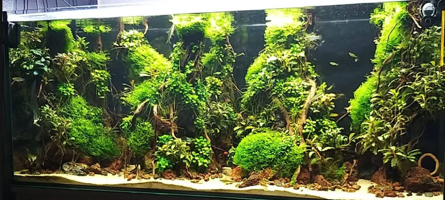 White Sand in a Planted Aquarium