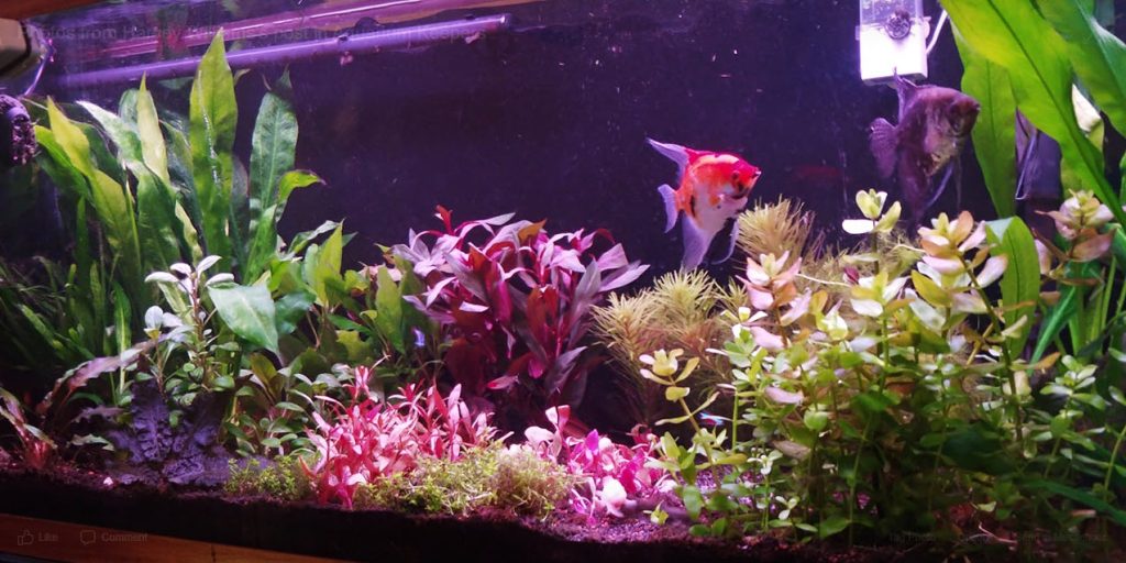 Aquasoil Substrate in a Planted Aquarium
