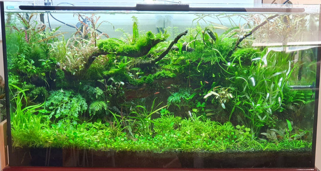 Black Diamond Sand as a Planted Substrate