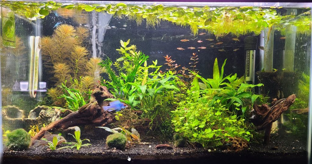 Caribsea FloraMax Substrate in a Planted Aquarium