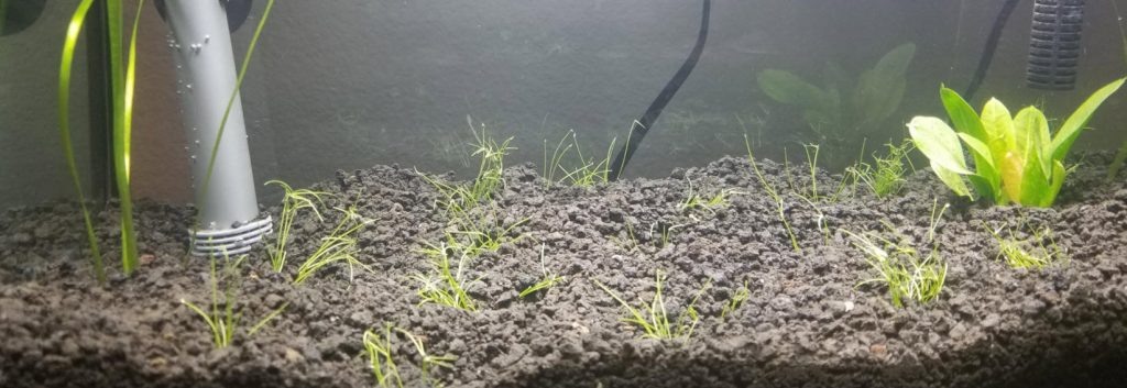 Caribsea FloraMax