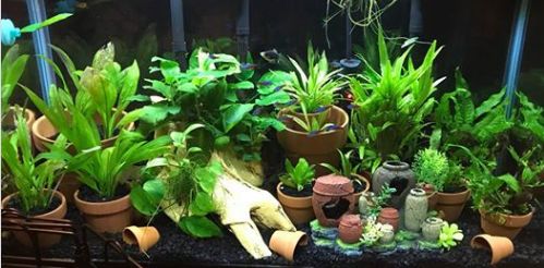Planted Aquarium with Pots