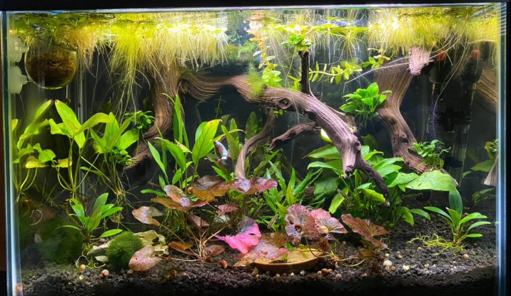 Planted Aquarium