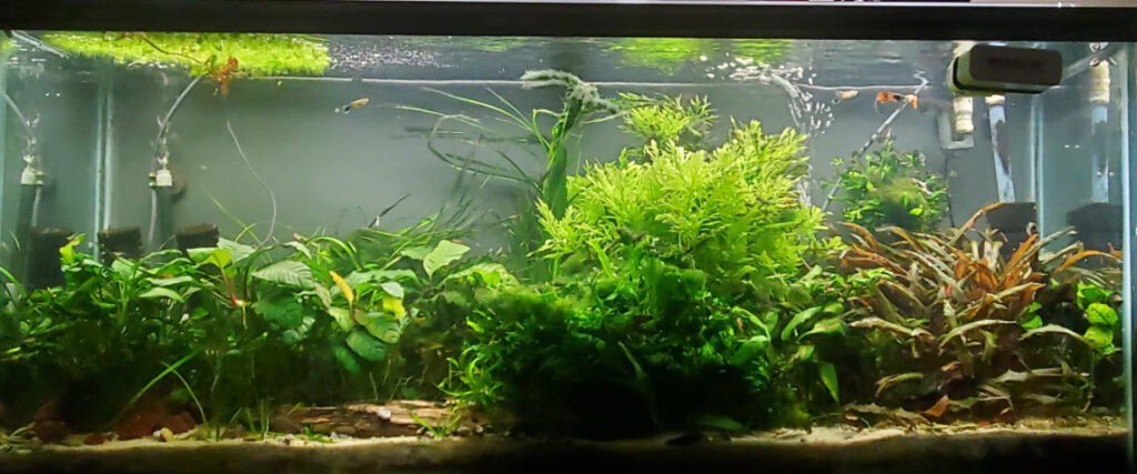 Sand in a Planted Aquarium