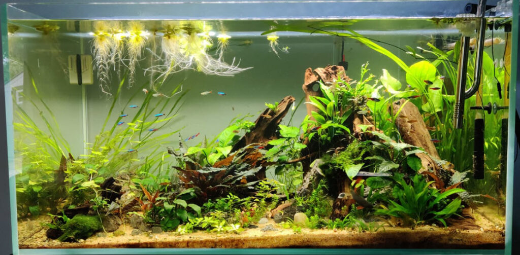 White sand as a Planted Aquarium Substrate