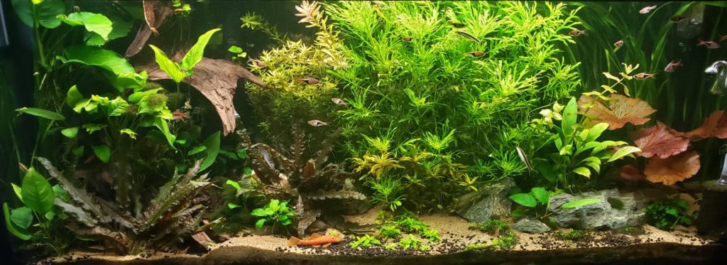 White sand as a Planted Aquarium Substrate