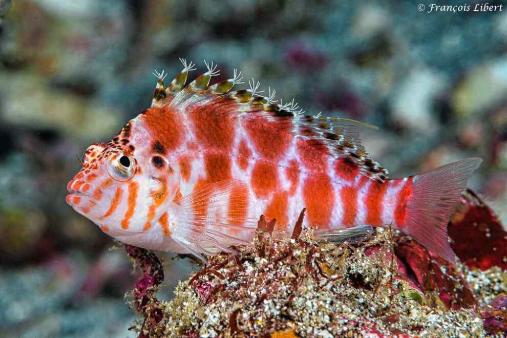 Cirrhitichthys aprinus – Gevlekte Koraalklimmer - Rama - East Nusa Tenggara - Indonesië