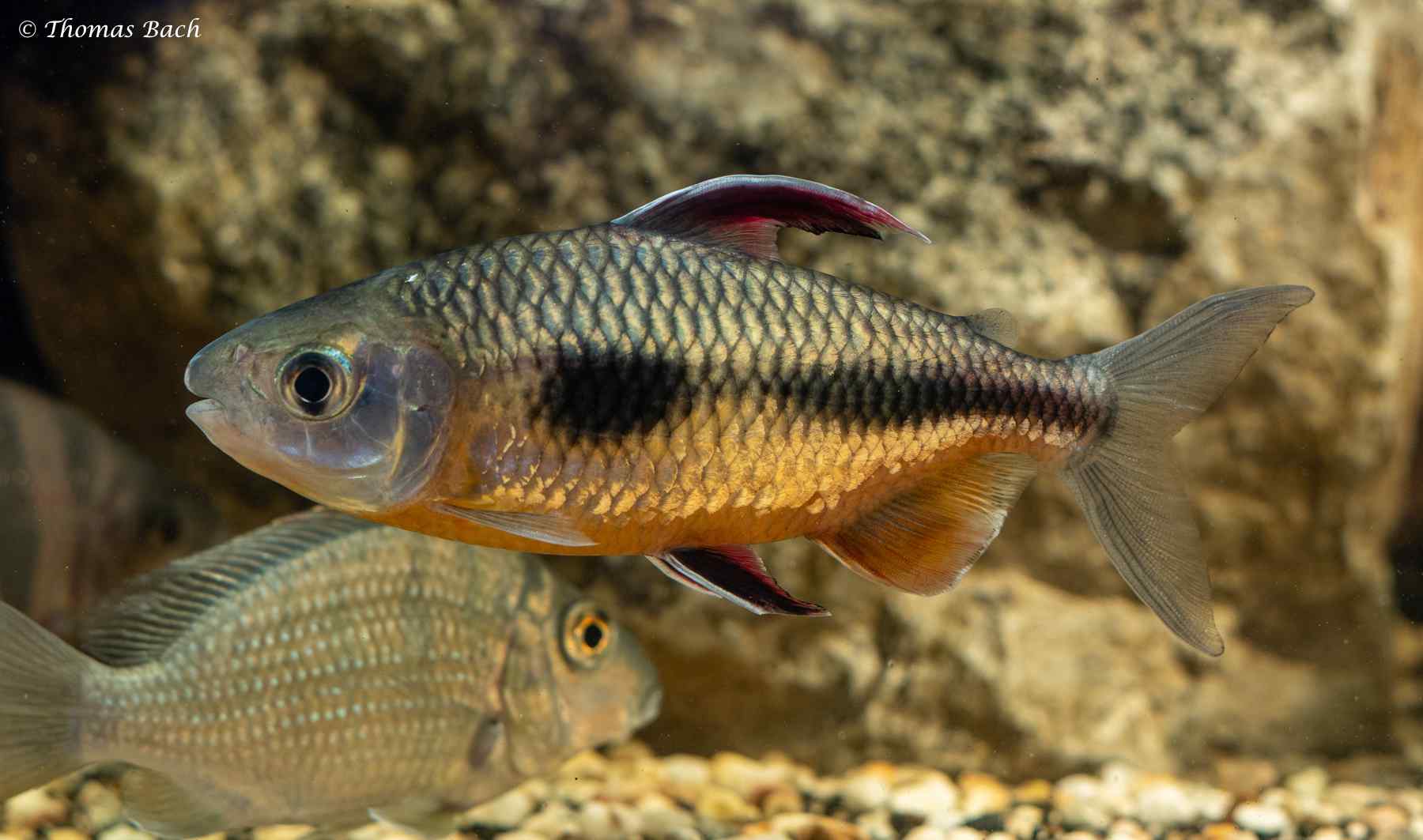 Bryconaethiops boulengeri