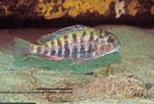 Pseudosimochromis babaulti - Sibwesa
