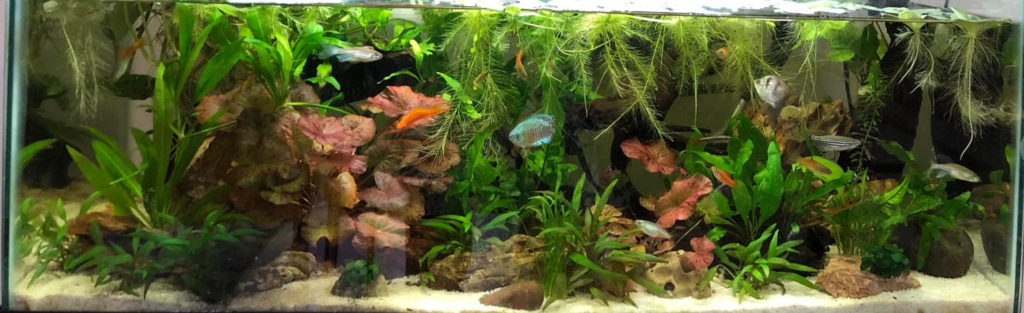 Low Tech Planted Aquarium