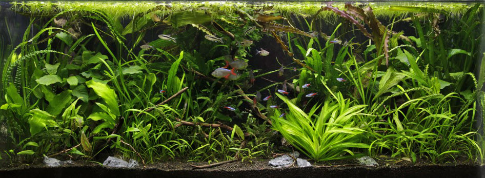 Planted Aquarium