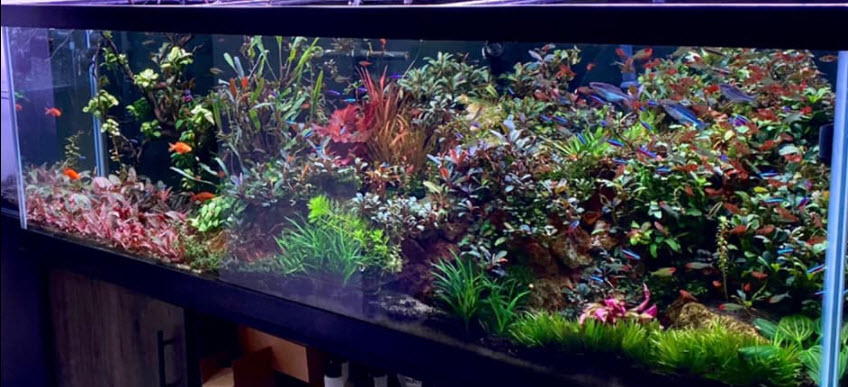 Planted Aquarium