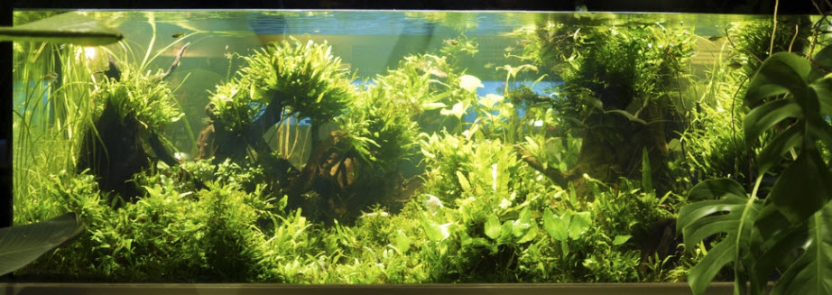 Planted Aquarium