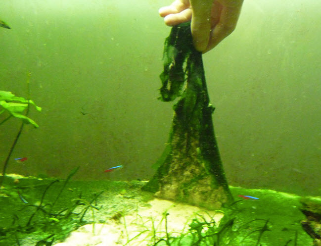 Cyanobacteria (“Blue Green Algae”)