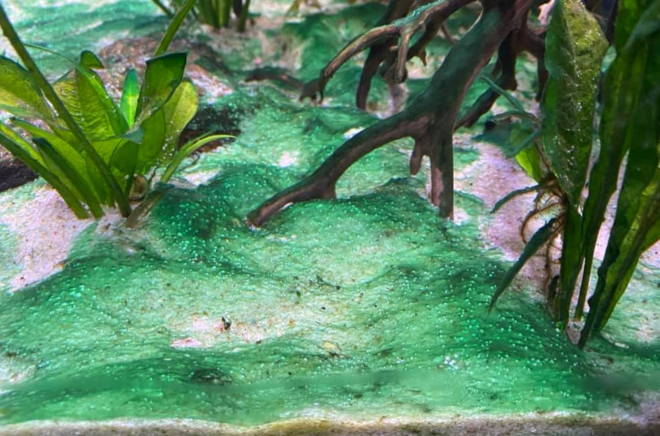Cyanobacteria or “blue green algae”