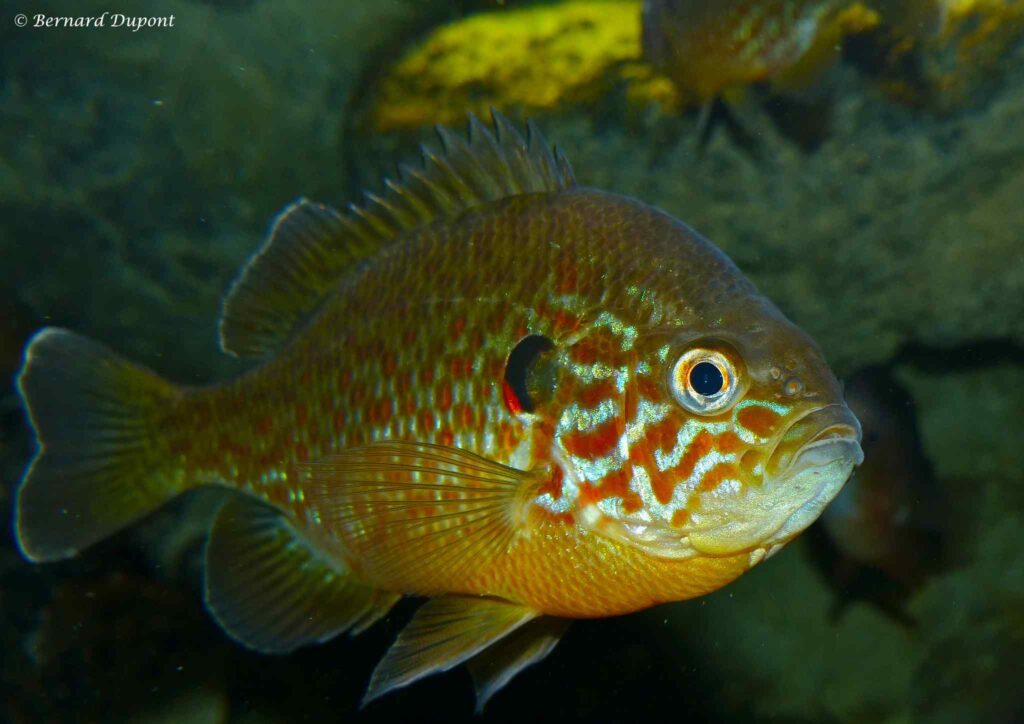 Lepomis gibbosus – Zonnebaars
