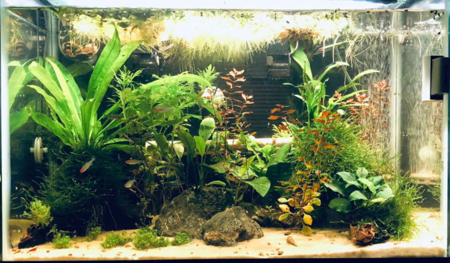 Low Tech Planted Aquariums