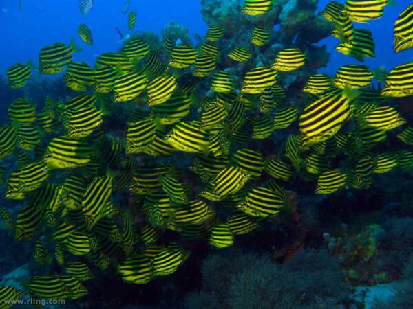 Microcanthus strigatus - Gestreepte Baars - Stripey - Halifax Point - Port Stephens - NSW