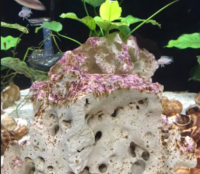 Purple-Red Cyanobacteria