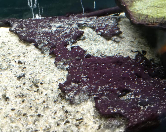 Red Colored Cyanobacteria or “Blue Green Algae”