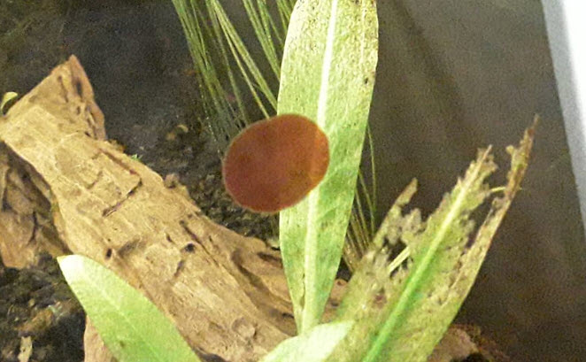 Red Spot Algae in the Aquarium