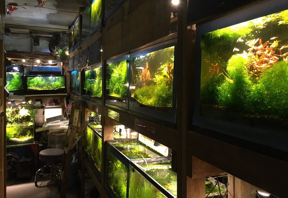 Some of Mr. Hau’s Aquariums