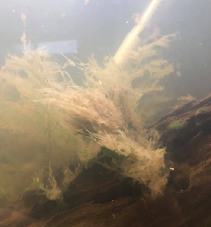 Water mold probably mixed with diatoms or rhizoclonium genus green algae