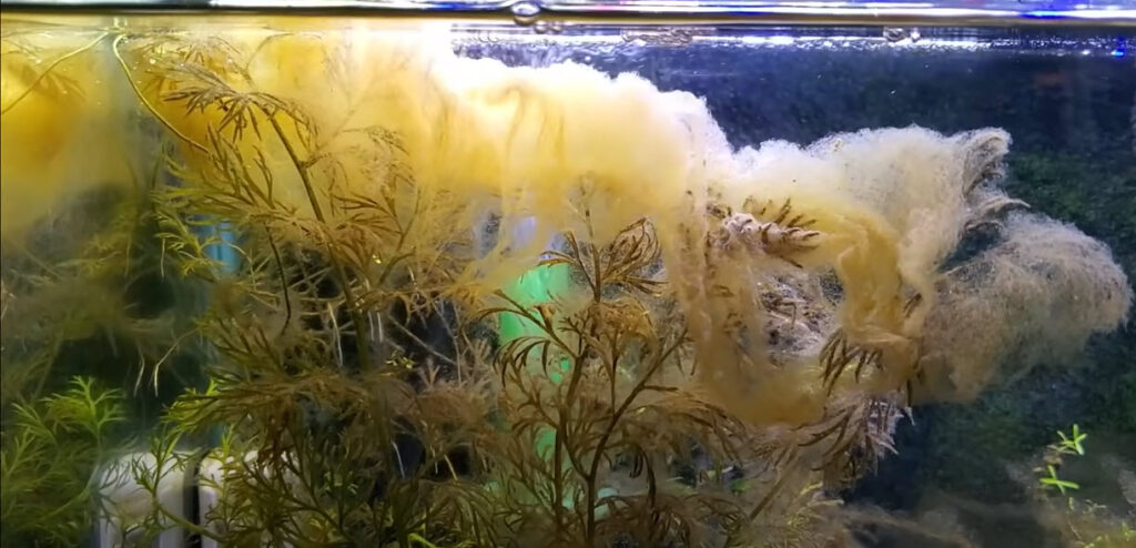  Water mold probably mixed with diatoms or rhizoclonium genus green algae