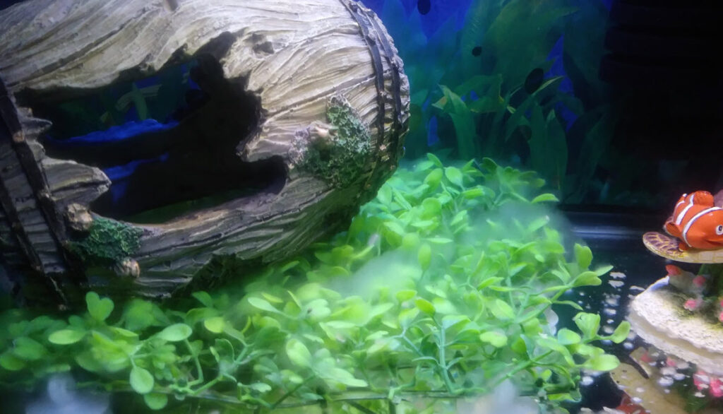 White Fuzz in an Aquarium