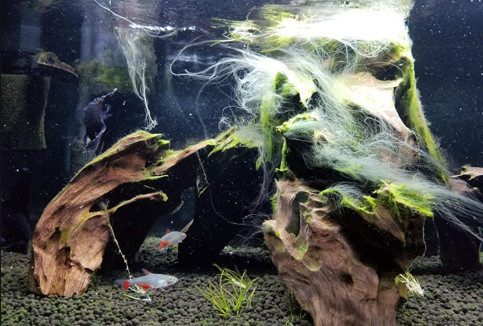 White Strings in the Aquarium