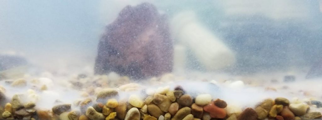 White Stuff in the Aquarium