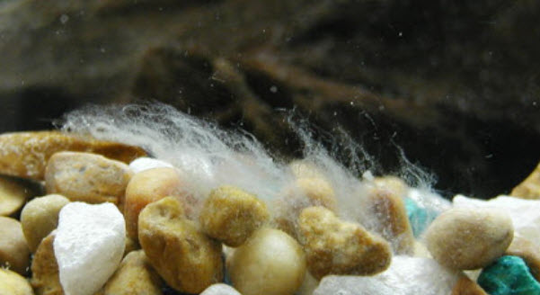White Stuff in the Aquarium
