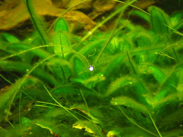 Oedogonium genus algae