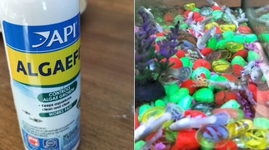 Chemical Algae Control in the Aquarium