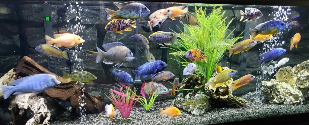 Native Water Chemistries