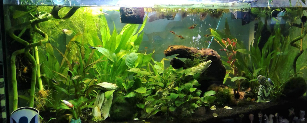 The Algae War in the Aquarium