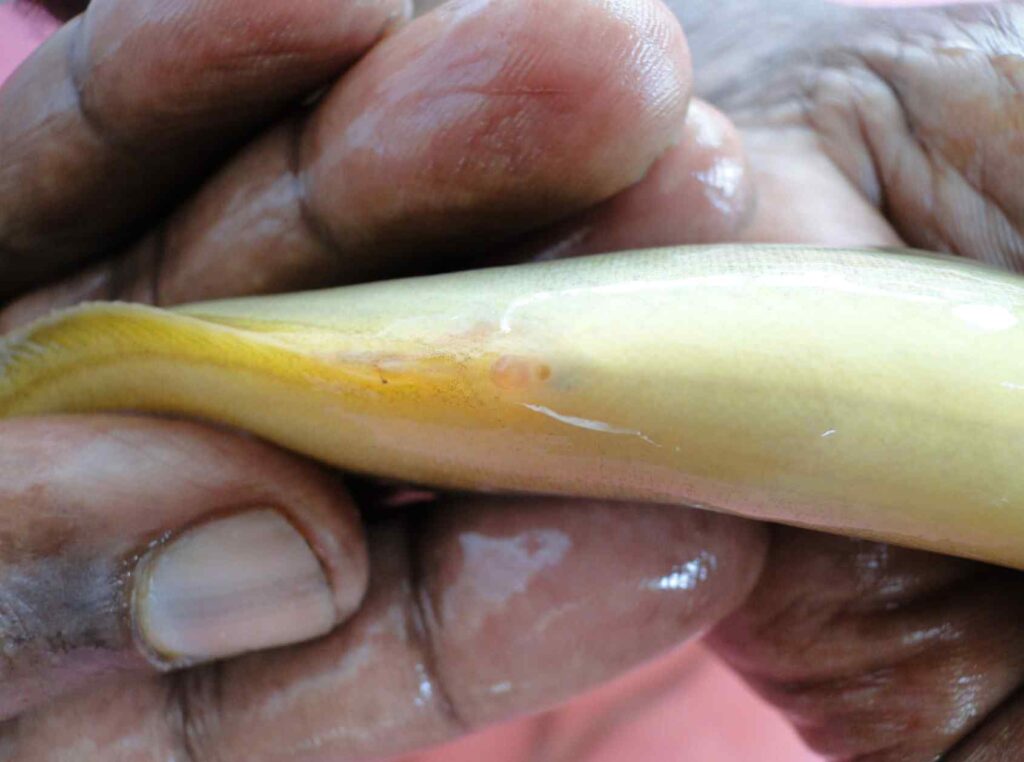 A fully ripe female broodstock Macrognathus pancalus 1