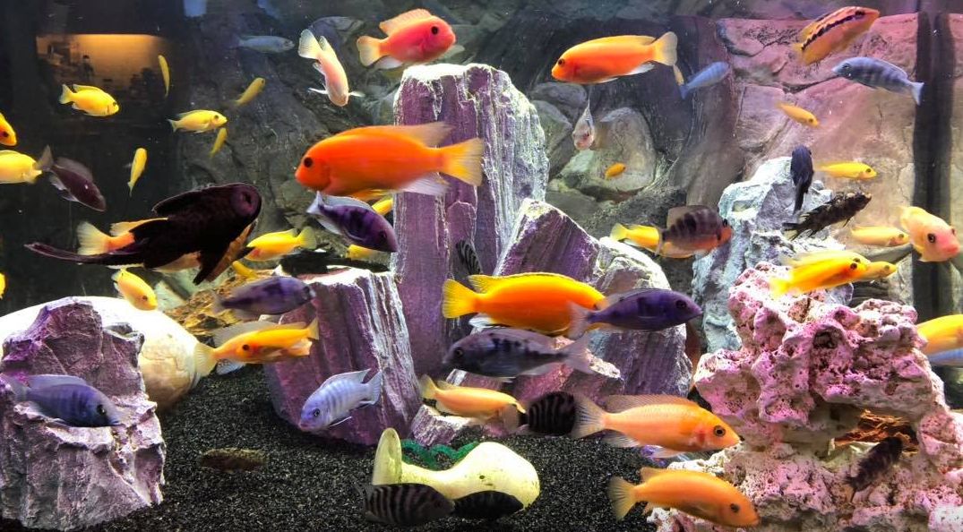 洋書　Lake Malawi Cichlids マラウイ シクリッド 洋書 Lake Malawi Cichlids マラウイ シクリッド 洋書 Lake