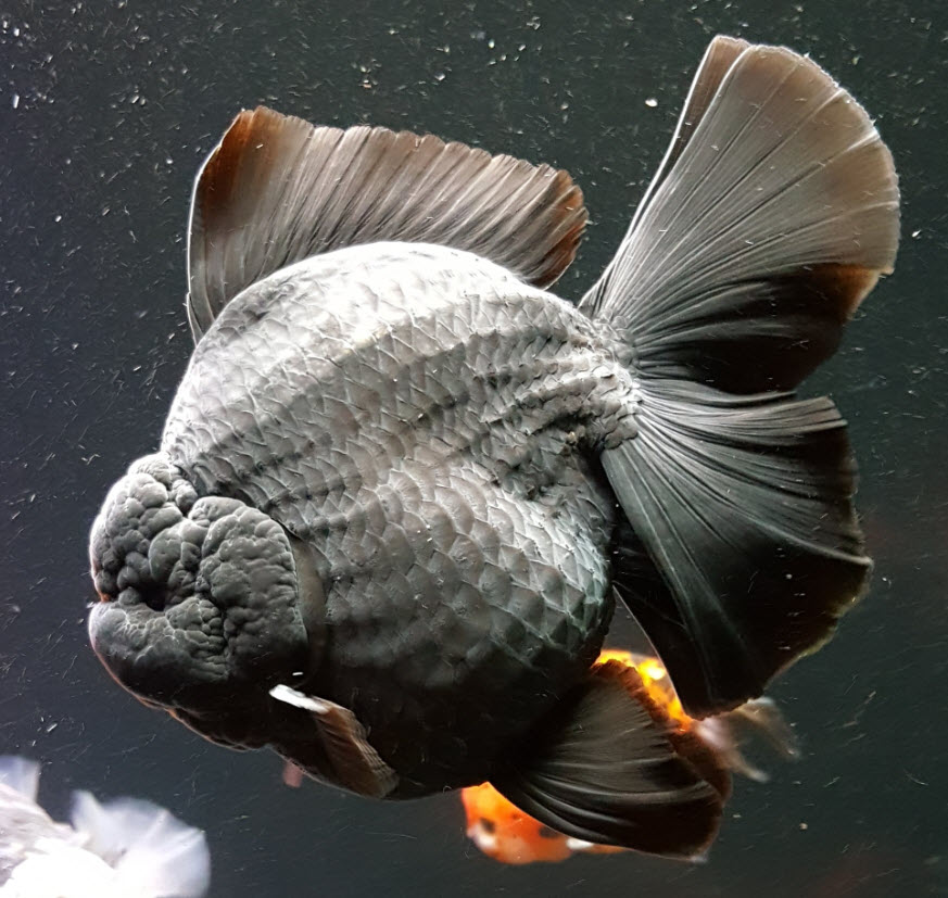 Black Oranda