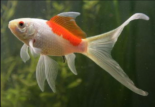 Comet goldfish