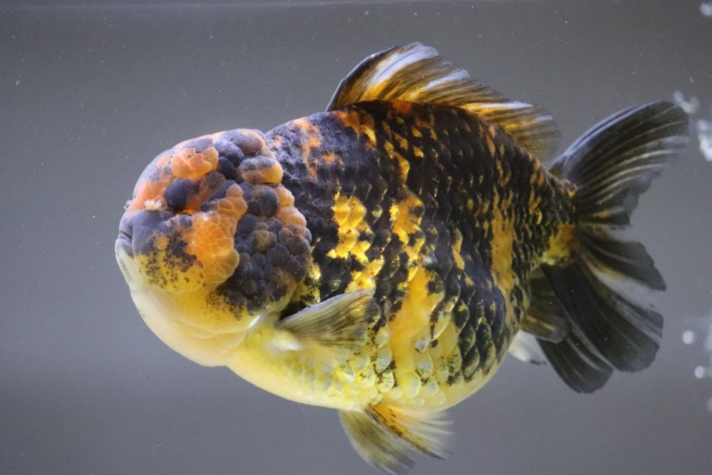 Fancy Goldfish