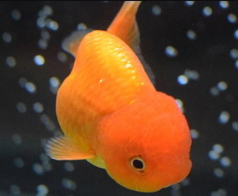 Lionhead goldfish