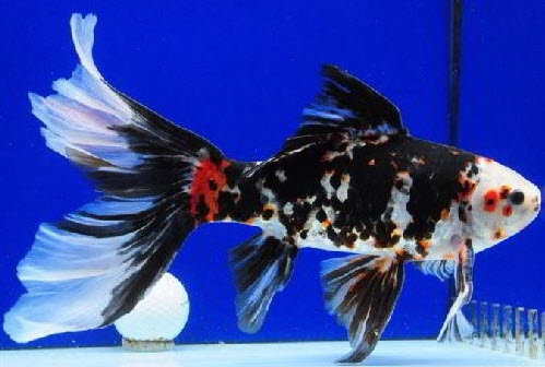 Shubunkin goldfish