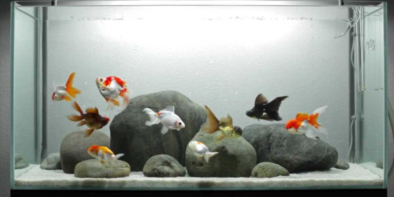 Types of Goldfish in the Aquarium