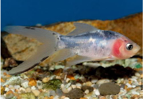 shubunkin goldfish