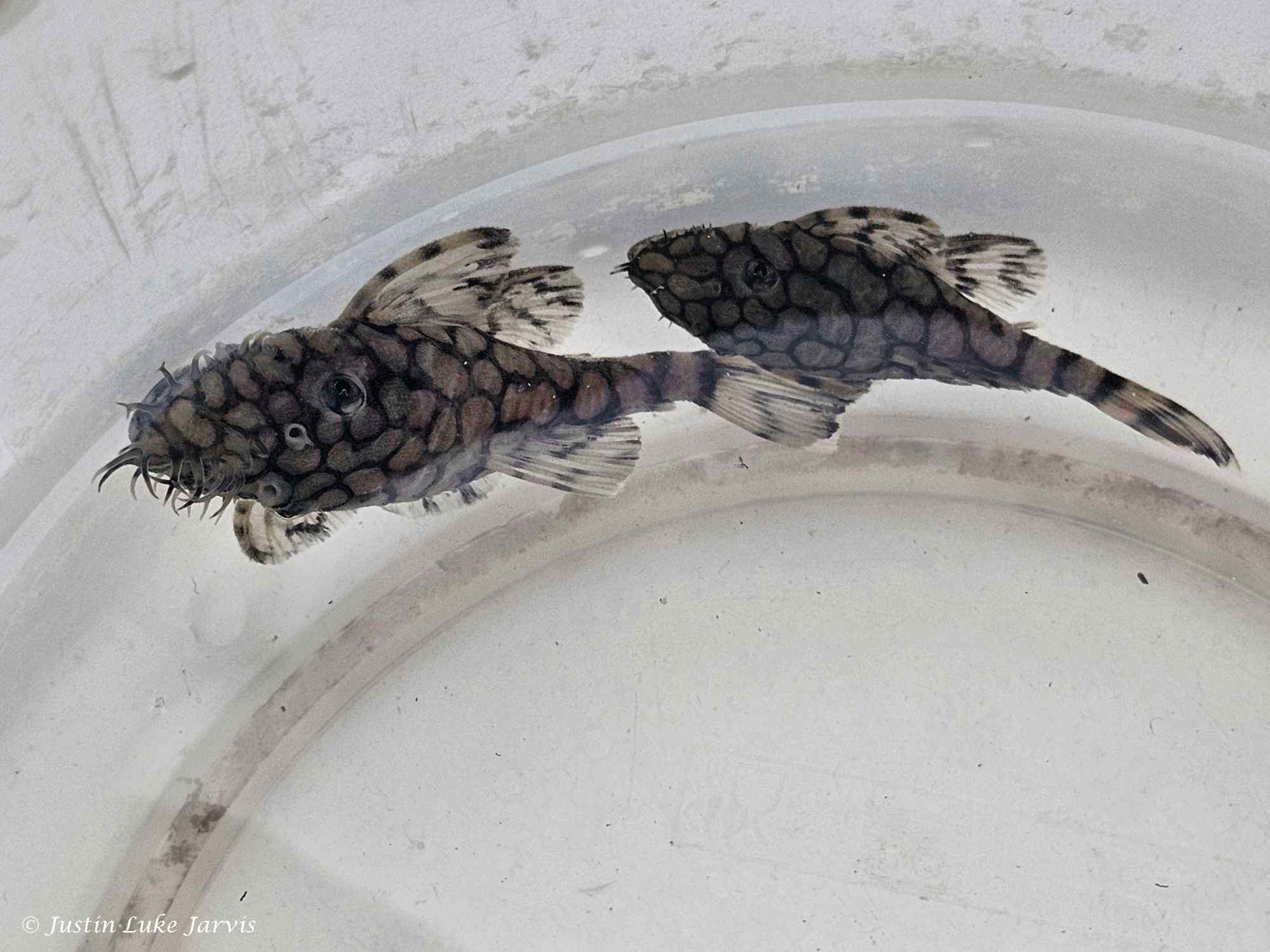 L519 Kiefner male left - Female right